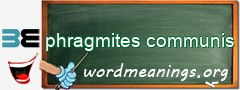 WordMeaning blackboard for phragmites communis